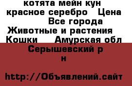 котята мейн кун, красное серебро › Цена ­ 30 - Все города Животные и растения » Кошки   . Амурская обл.,Серышевский р-н